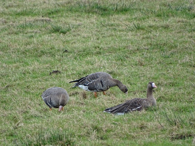 蒙尼的战术 蒙尼的战术